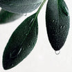Eau de Parfum – Sauge